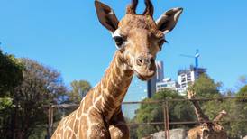 Sedema abre votación para ponerle nombre a  jirafa bebé nacida en Chapultepec 