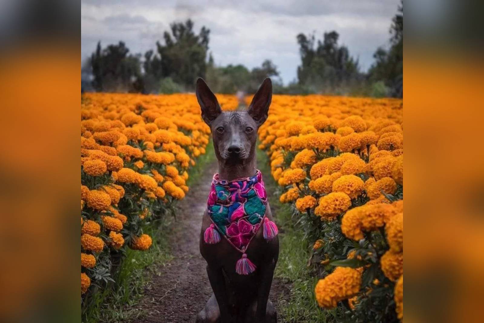 Xoloitzcuintle. Importancia y significado en Día de Muertos  Publimetro México