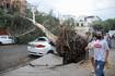 ¿Cuántos árboles cayeron en la CDMX por ráfagas de viento este domingo?