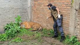 Investigan homicidio en un predio en Michoacán y encuentran a un tigre baleado 