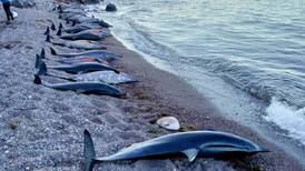 Encuentran a 30 delfines muertos en playas de Baja California Sur