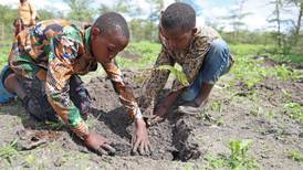Kenia declaró un día festivo para plantar 15 mil millones de árboles