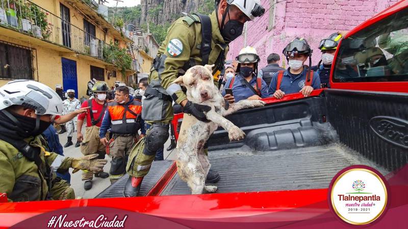 Rescate perro en cerro del Chiquihuite