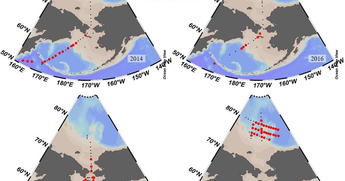 Ciencia.-Plancton del Pacífico invade aguas árticas canadienses – Publimetro México